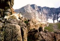 Mountain Goats